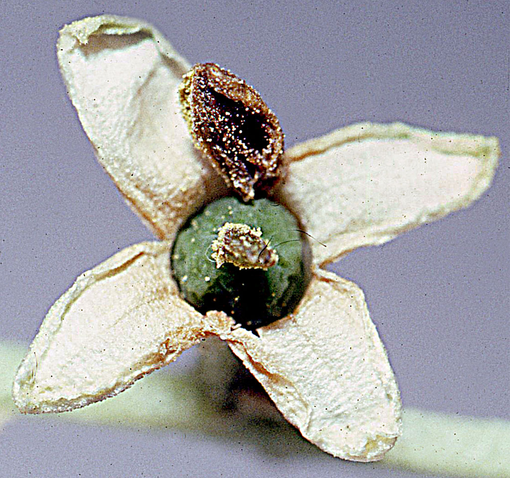 Cette petite fleur montre en son centre la future olive. Savez-vous que les frênes, les lilas, les filaires, les troënes, sont aussi des Oléacées.