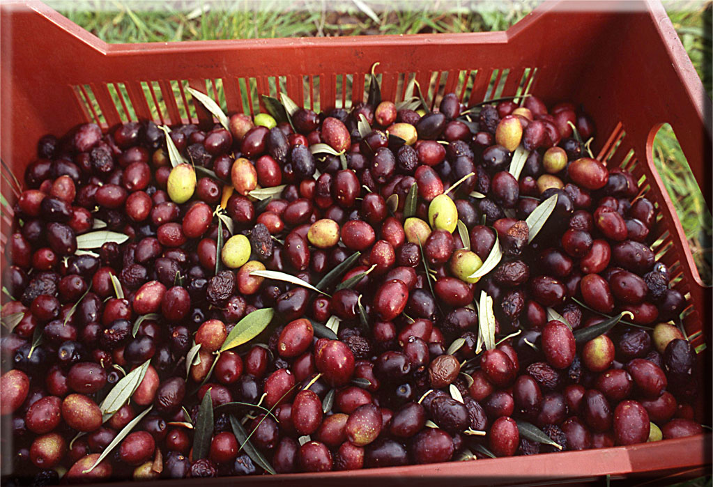 Chaque variété d'olive produit des fruits aux formes et aux couleurs particulières, rondes, longues...